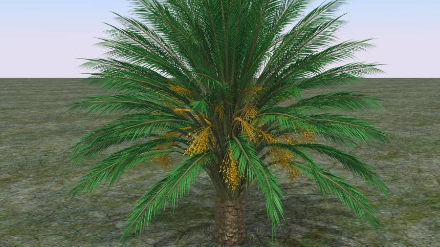 palmierblender.jpg