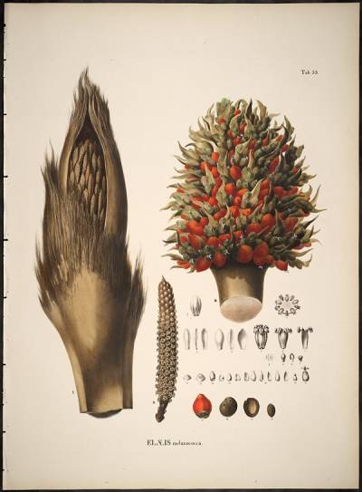 Elaeis melanococca (Martius & Weigel, in Historia Naturalis Palmarum, 1823)