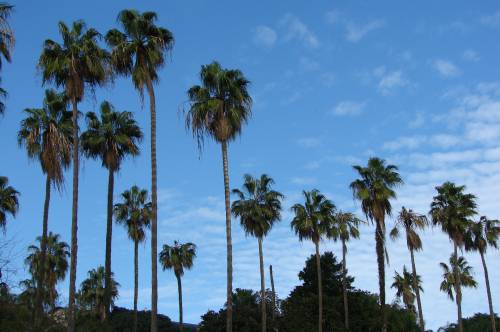 Washingtonia robusta (Photo Hervé Rey, Santa Barbara, USA, 2010)