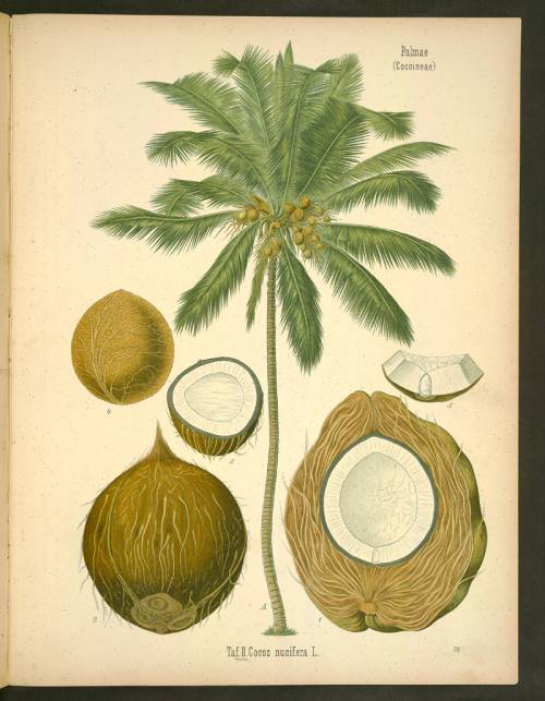 Cocos nucifera, Köhler, 1883