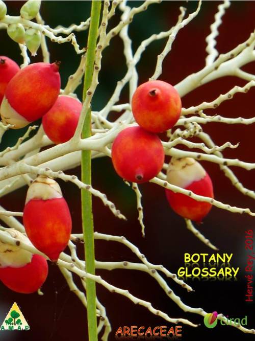 Botany and Glossary about Arecaceae