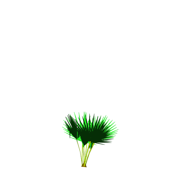  Trachycarpus growth simulation