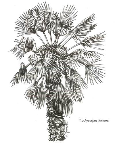 Trachycarpus fortunei, D. Maraval, in D. Jacquemin, 1999