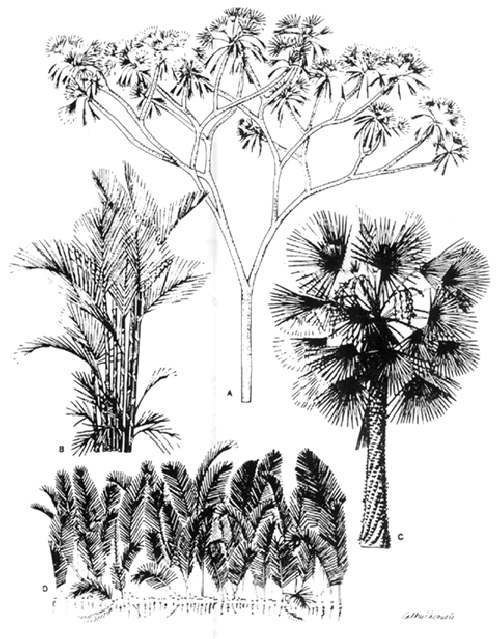 Cyrtostachys renda (Martius & Weigel, in Tropical Palm, FAO, 1995