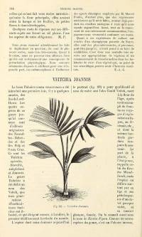 Adonidia (old Veitchia), Revue horticole, 1883) 